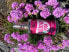 Фото #6 товара Органическая розовая вода Purity Vision Bio Rose Water, 200 мл, 50 мл, 100 мл (для всех типов кожи)