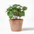 Фото #5 товара Künstliche Basilikum-Topfpflanze