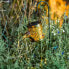 Фото #5 товара Наземный светильник LUMI JARDIN ARROSY Солнечно-LED
