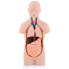 Фото #8 товара Model anatomiczny 3D tułowia człowieka z wyjmowanymi organami
