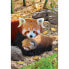 Puzzle Rote Pandas