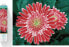 Фото #1 товара DIAMOND DOTZ Haft diamentowy Diamond Dotz Diamentowa mozaika Gerbera różowa 58x48cm DQ10001