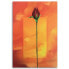 Фото #3 товара Leinwandbilder Rote Rose Blume Natur
