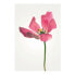 Фото #1 товара Wandbild Tulip