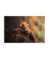 Фото #1 товара Sergio Saavedra Ruiz Bear Portrait Grizzly Canvas Art - 37" x 49"