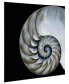 Pearly Nautilus Frameless Free Floating Tempered Glass Panel Graphic Wall Art, 36" x 36" x 0.2"