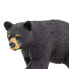 SAFARI LTD Black Bear 2 Figure