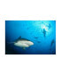 Фото #1 товара Alexander Safonov Beqa Shark Labs Canvas Art - 15" x 20"