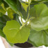 Фото #7 товара Искусственное декоративное растение BB Home Цемент PEVA Листья 11,5 x 11,5 x 39 см