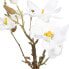 Фото #3 товара Декоративное растение полиэстер полиэтилен Железо 22 x 22 x 38 cm Magnolia