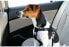 Фото #3 товара Шлейка для собак Zolux Szelki безопасности средняя