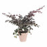 Фото #3 товара Горшок для цветов elho Plant pot Red 30 cm