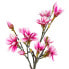 Фото #3 товара Kunstpflanze Magnolia