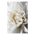 Wandbild White Dahlia