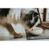 Dog Feeder Hunter White Ceramic Silicone 550 ml Modern