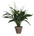 Фото #2 товара Kunstpflanze Spathiphyllum