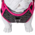 FREEDOG Boreal Harness