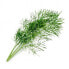 Véritable 3760262511061 - Edible plant - Dill - Refill - Fast grower (3-5 weeks)