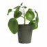 Plant pot Artevasi 50 x 50 x 47,7 cm Green
