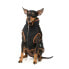 FUZZYARD Ivanhoe Dog Jacket