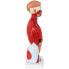 Фото #5 товара Model anatomiczny 3D tułowia człowieka