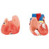 Фото #7 товара Model anatomiczny 3D tułowia człowieka z wyjmowanymi organami