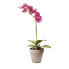 Фото #2 товара Orchidee im Topf Lara