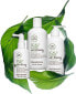 Фото #5 товара Shampoo für volleres und fräftigeres Haar - Paul Mitchell Tea Tree Scalp Care Anti-Thinning Shampoo 300 ml