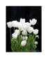 Фото #1 товара Kathie McCurdy 'White Tulips' Canvas Art - 47" x 35"