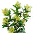 Фото #4 товара Kunstpflanze Photinia Serratifolia