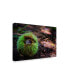 Фото #2 товара Pixie Pics Grass Ball Canvas Art - 15" x 20"