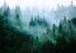 Фото #1 товара Vlies Fototapete Wald im Nebel Natur