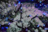 Фото #4 товара Гирлянда новогодняя Retlux RXL 232 LED 150 białe zimne