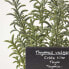 Фото #14 товара Künstliche Thymian-Topfpflanze
