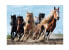 Фото #1 товара Puzzle Galoppierende Pferde 1000 Teile
