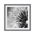 Фото #1 товара Bild Pusteblume Schwarz & Weiß III