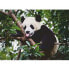 Фото #1 товара RAVENSBURGER Oso Panda Puzzle 500 Pieces