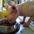 Фото #3 товара сухой корм для кошек Royal Canin, для взрослых сфинксов