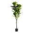 Фото #1 товара Kunstpflanze Ficus 155 cm