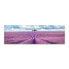 Panoramabild Lavendelfeld Landschaft 3D