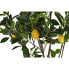 Фото #5 товара Дерево DKD Home Decor Лимонное дерево полиэстер (74 x 74 x 150 cm)