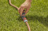 Gardena Coupling with Flow-Control Valve - valve - Drip irrigation system - Plastic - Grey - Orange - Male/Male - 1 pc(s)