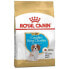 ROYAL CANIN Cavalier King Charles Puppy 1.5kg Dog Food Разноцветный, 1.5kg - фото #2