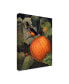 Фото #2 товара Marcia Matcham Oriole and Pumpkin Canvas Art - 20" x 25"