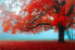 Фото #10 товара Fototapete Blätter Baum Wald Natur 3D