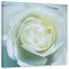 Leinwandbild Weiße Rosenblüte Natur