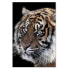 Фото #3 товара Картина на холсте Tiger Natur Tiere от Feeby