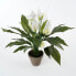 Фото #12 товара Kunstpflanze Spathiphyllum