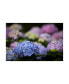 Kurt Shaffer Blooming Hydrangea Canvas Art - 37" x 49"