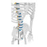 Фото #6 товара Model anatomiczny szkieletu człowieka 176 cm + Plakat anatomiczny